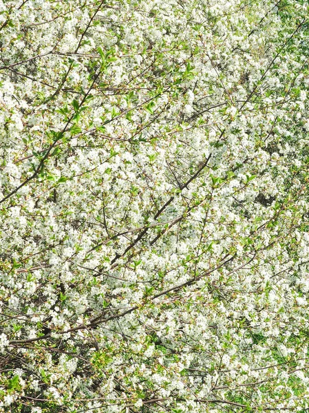 Pozadí třešňových květů za slunečného dne. — Stock fotografie