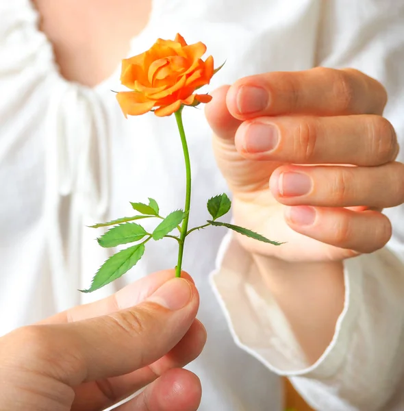 A little rose in a woman's hands. Male tenderness and love for a woman. — Stock Photo, Image