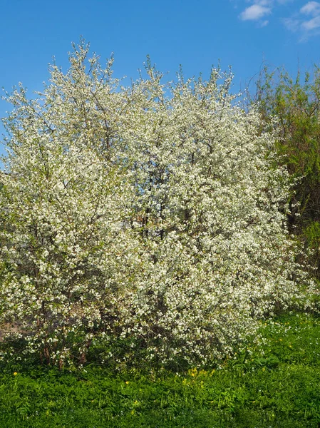 Kersenboom bloei in het voorjaar op een groene weide op een zonnige dag. — Stockfoto