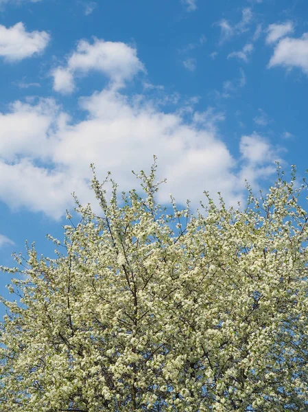Třešeň kvetoucí na jaře proti modré obloze za slunečného dne. — Stock fotografie