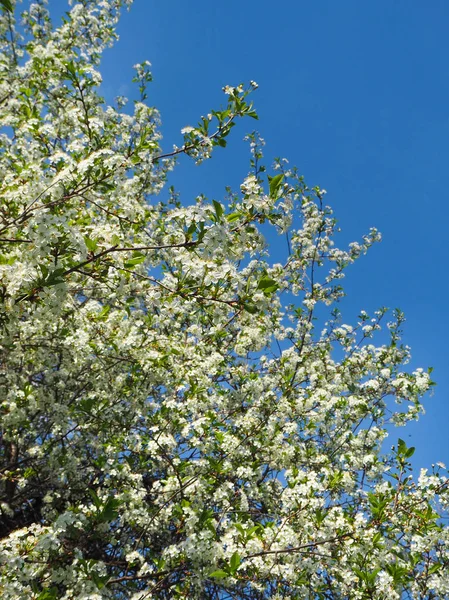 Třešeň kvetoucí na jaře proti modré obloze za slunečného dne. — Stock fotografie