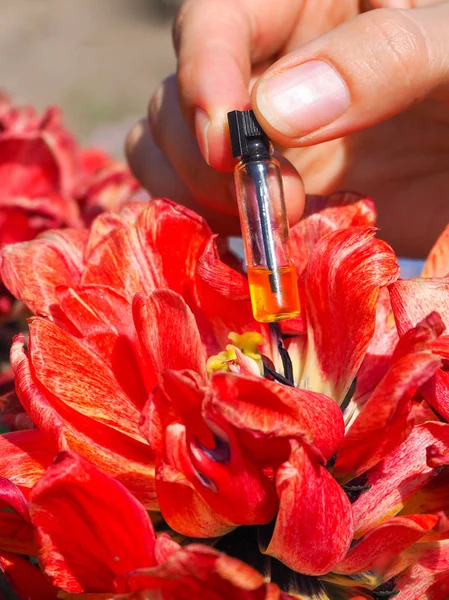 Aroma olie natuurlijke geurstoffen in mini fles. Aromatherapie. — Stockfoto