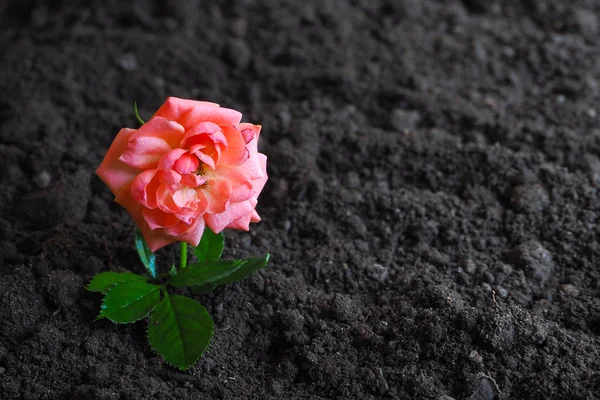 Blooming rose on fertile land. The concept of growth and prosperity. — Stock Photo, Image