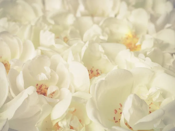 Sfocatura sfondo crema floreale. Sfondo di molte rose luminose primo piano . — Foto Stock