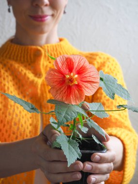 Kadınların elinde bir tencerede çiçek. Abutilon Bella pota.