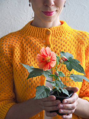 Kadınların elinde bir tencerede çiçek. Abutilon Bella pota.
