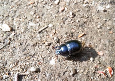 Ormanın içinde gri zemin üzerinde bir bok böceği Close-Up.