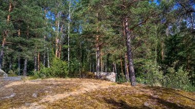 Doğal orman Granit kayalar ile. Kuzey Doğa, orman bulutlu gökyüzü güneşli bir günde.