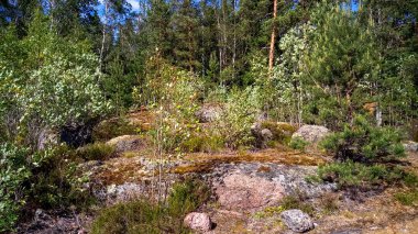 Doğal orman Granit kayalar ile. Kuzey Doğa, orman bulutlu gökyüzü güneşli bir günde.