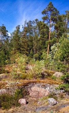 Doğal orman Granit kayalar ile. Kuzey Doğa, orman bulutlu gökyüzü güneşli bir günde.