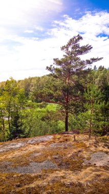 Doğal orman Granit kayalar ile. Kuzey Doğa, orman bulutlu gökyüzü güneşli bir günde.