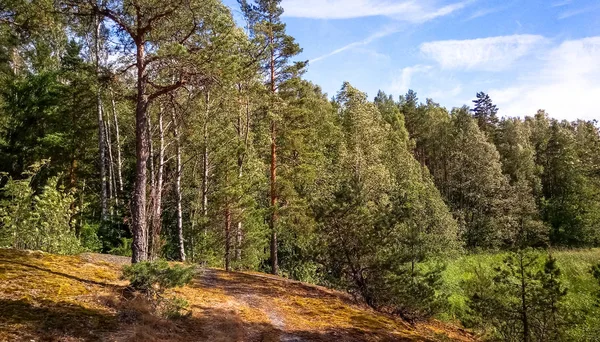 Doğal orman Granit kayalar ile. Kuzey Doğa, orman bulutlu gökyüzü güneşli bir günde.