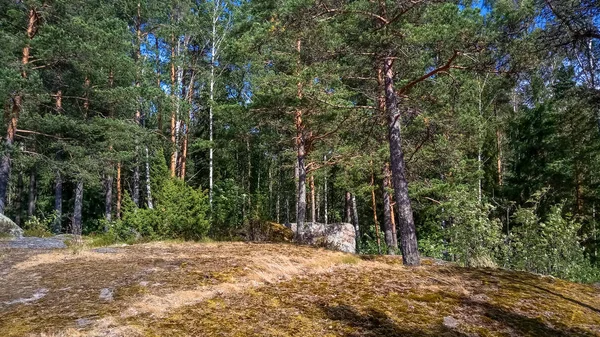 Naturskog med granit stenblock. Nordens natur, skogen på en solig dag med moln på himlen. — Stockfoto