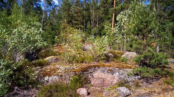 Doğal orman Granit kayalar ile. Kuzey Doğa, orman bulutlu gökyüzü güneşli bir günde.
