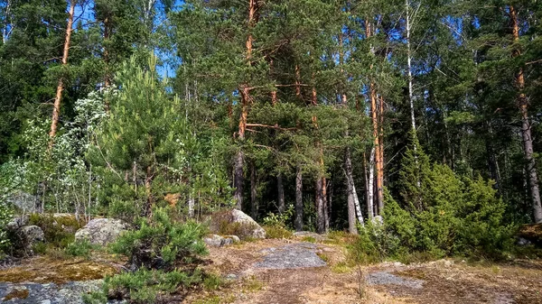 Naturskog med granit stenblock. Nordens natur, skogen på en solig dag med moln på himlen. — Stockfoto