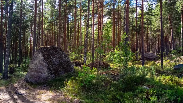 Bosque natural con rocas de granito. Naturaleza del norte, bosque en un día soleado con nubes en el cielo . — Foto de Stock
