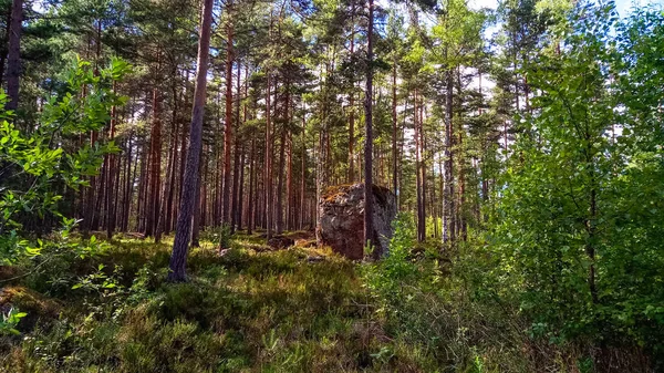 Forêt naturelle avec des blocs de granit. Nature nordique, forêt par une journée ensoleillée avec des nuages dans le ciel . — Photo