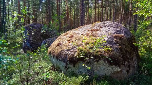 Uma enorme pedra de granito com uma floresta profunda . — Fotografia de Stock