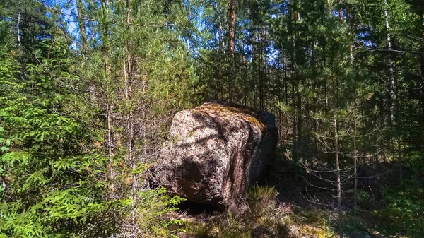 Panorama da floresta com enormes pedras de granito e árvores caídas. Floresta do Norte . — Fotografia de Stock