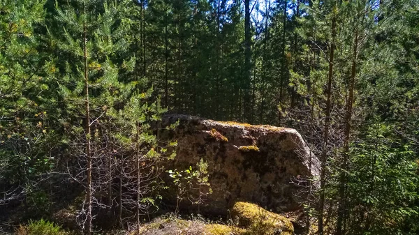 Panorama över skogen med enorma granit stenblock och fallna träd. Norra skogen. — Stockfoto