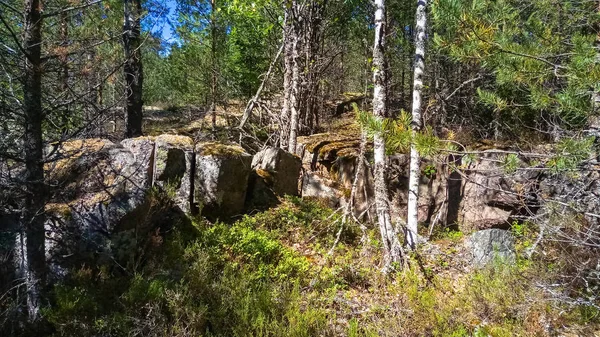 Panorama da floresta com enormes pedras de granito e árvores caídas. Floresta do Norte . — Fotografia de Stock