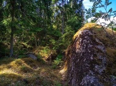 Granit kayalar ile güneşli İskandinav orman. Hareket eden fotoğraf.