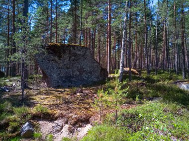 Granit kayalar ile güneşli İskandinav orman. Hareket eden fotoğraf.