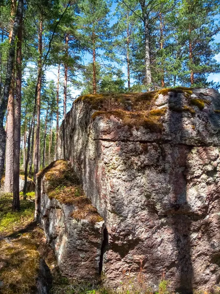 Soleado bosque escandinavo con cantos rodados de granito. Foto móvil . — Foto de Stock