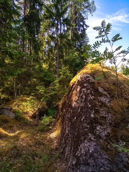 Floresta escandinava ensolarada com pedras de granito. Foto móvel . — Fotografia de Stock