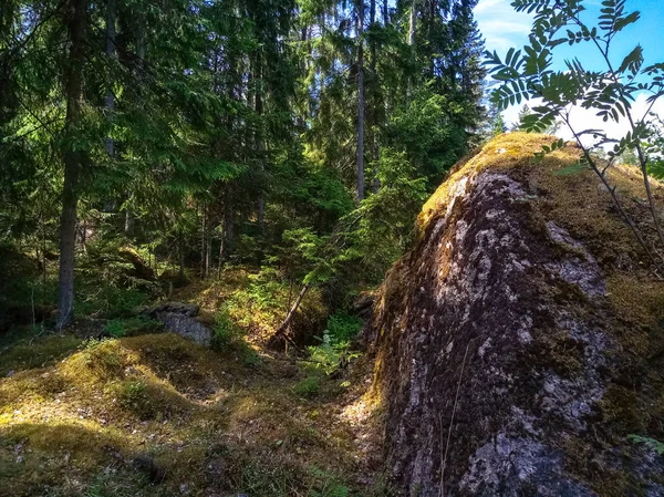 Soliga skandinavisk skog med granit stenblock. Mobila foto. — Stockfoto