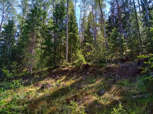 Soleado bosque escandinavo con cantos rodados de granito. Foto móvil . — Foto de Stock