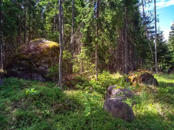 Soliga skandinavisk skog med granit stenblock. Mobila foto. — Stockfoto