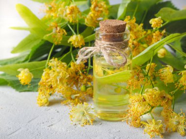 Ihlamur esans şişesi ile taze ıhlamur çiçek gri arka plan üzerinde.