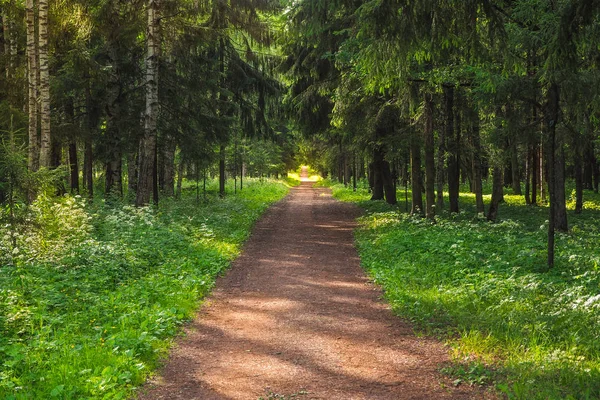 Gränd i den gamla parken Gatchina. Ryssland. — Stockfoto