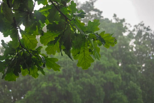 Ramo de carvalho molhado na chuva. Fundo da chuva . — Fotografia de Stock