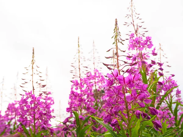 Ivan-čaj, kiprei, epilobium, bylinkový čaj na hřišti, detailní záběr — Stock fotografie