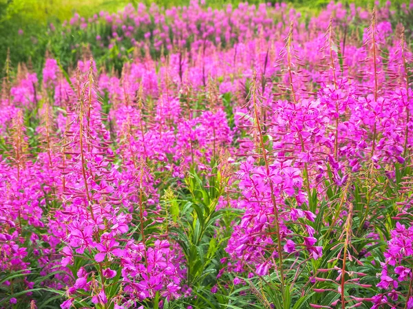 Ivan-čaj, kiprei, epilobium, bylinkový čaj na hřišti, detailní záběr — Stock fotografie