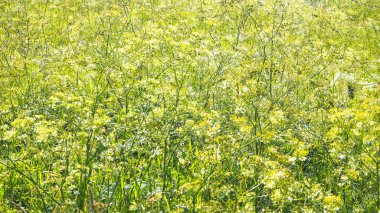 Çayır çimen, yaz otlar. Doğal arka plan.
