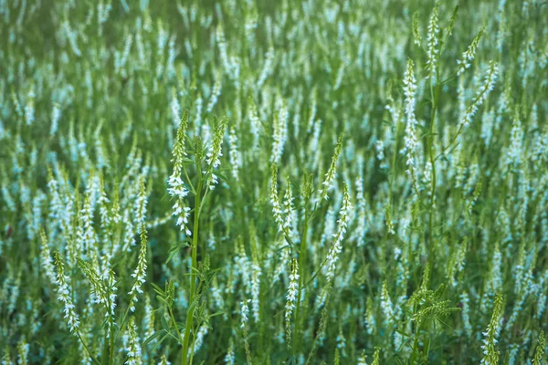 Hierba de pradera, hierbas de verano. Fondo natural abstracto . — Foto de Stock