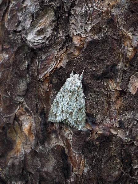 Mimika, a rovarok. A pillangó juhar Lancet (éger aceris) egy fenyő-fa törzse. — Stock Fotó