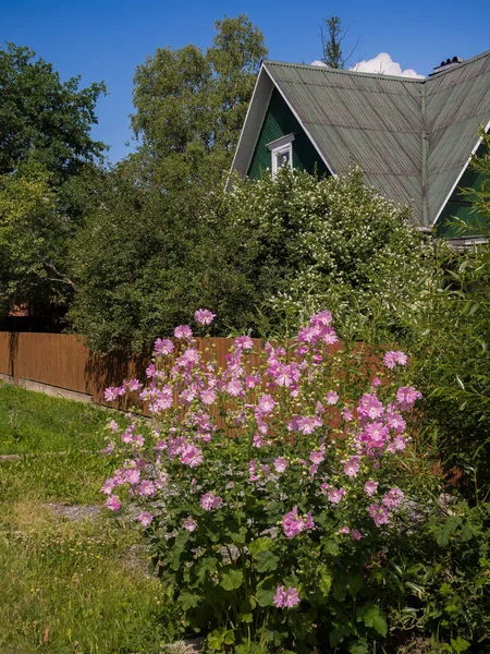 Çiçek açan ebegümeci bir kır evi önünde. Kırsal Özellikler — Stok fotoğraf