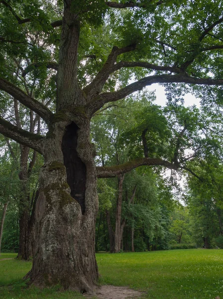 Vieux chêne avec tronc creux dans le parc . — Photo
