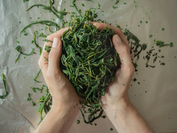 Процесс брожения чайных листьев. Ручное производство Koporye Tea - Ivan tea . — стоковое фото
