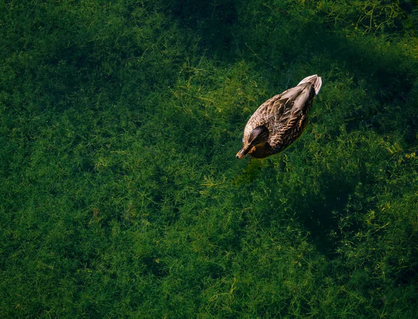 A kacsa úszik a tiszta víz, a háttérben a zöld alga. — Stock Fotó