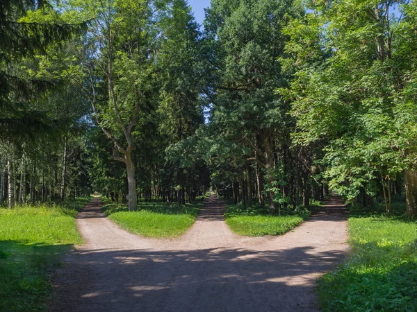 A junção, três estradas florestais convergem em uma . — Fotografia de Stock