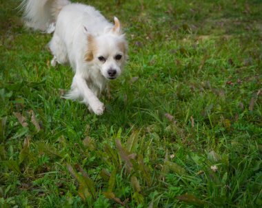 Çin tepeli köpek yeşil çimenlerin üzerinde.