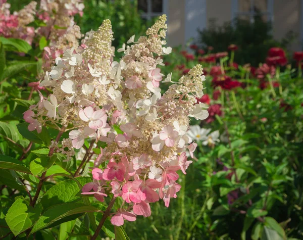 Ortanca paniculata - pinky Winky. Çiçek arka plan
