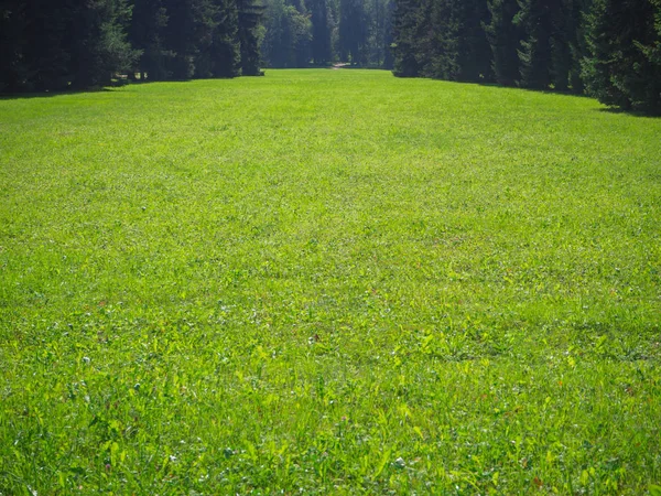 Grön gräsmatta. Vacker utsikt över en vacker engelsk stil trädgård med en stor öppen grönt gräs gräsmatta — Stockfoto
