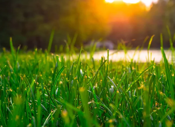 Natürlicher Hintergrund. grünes Gras mit den Strahlen der untergehenden Sonne. — Stockfoto