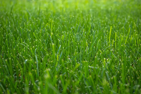 Fundo com grama verde aparada. Fechar . — Fotografia de Stock